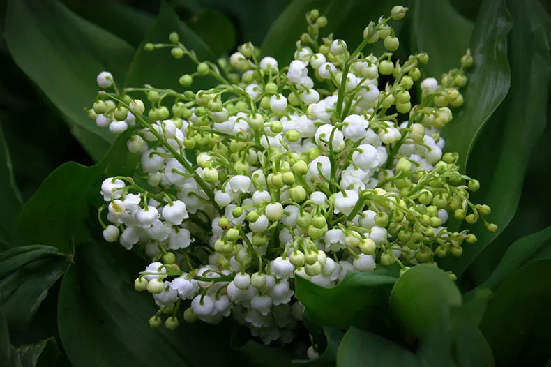 Muguet chez cadiou Industrie